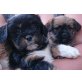 Shi-Zu und Pinscher Welpen - Hündin