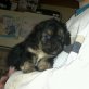 Shi tzu Malteser Welpen - Hündin