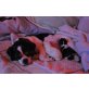 ShiTzu/Jack Russel u. Malteser - Rüde