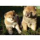 Shiba Inu - Hündin