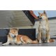 Shiba Inu - Hündin