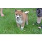 Shiba Inu - Hündin