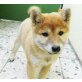 Shiba Inu - Rüde