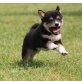 Shiba Inu - Rüde