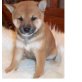 Shiba Inu - Rüde