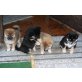 Shiba Inu Welpen - Hündin