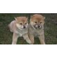 Shiba Inu Welpen - Hündin
