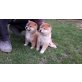 Shiba Inu Welpen - Hündin