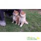 Shiba Inu Welpen - Hündin