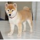 Shiba Inu Welpen - Hündin