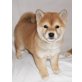 Shiba Inu Welpen - Hündin