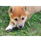 Shiba Inu Welpen - Hündin