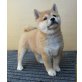 Shiba Inu Welpen - Hündin