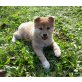Shiba Inu Welpen - Hündin