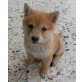 Shiba Inu Welpen - Hündin