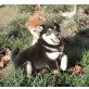 Shiba Inu Welpen - Hündin