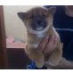 Shiba Inu Welpen - Hündin
