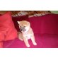 Shiba Inu Welpen - Hündin