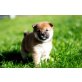 Shiba Inu Welpen - Hündin