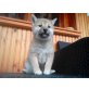Shiba Inu Welpen - Hündin