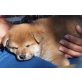 Shiba Inu Welpen - Hündin