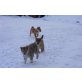 Shiba Inu Welpen - Hündin