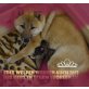 Shiba Inu Welpen - Hündin