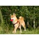 Shiba Inu Welpen - Rüde