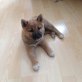 Shiba Inu Welpen - Rüde