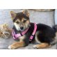 Shiba Inu Welpen - Rüde