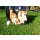 Shiba Inu Welpen - Rüde