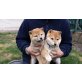 Shiba Inu Welpen - Rüde
