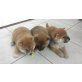 Shiba Inu Welpen - Rüde