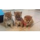 Shiba Inu Welpen - Rüde