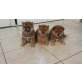 Shiba Inu Welpen - Rüde