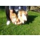 Shiba Inu Welpen - Rüde