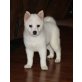Shiba Inu Welpen - Rüde