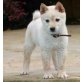 Shiba Inu Welpen - Rüde