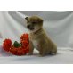 Shiba Inu Welpen - Rüde