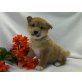 Shiba Inu Welpen - Rüde