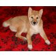 Shiba Inu Welpen - Rüde
