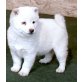 Shiba Inu Welpen - Rüde