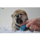 Shiba Inu Welpen - Rüde