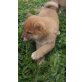 Shiba Inu Welpen - Rüde