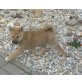 Shiba Inu Welpen - Rüde