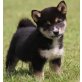 Shiba Inu Welpen - Rüde