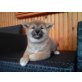 Shiba Inu Welpen - Rüde