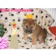 Shiba Inu Welpen - Rüde