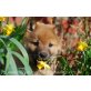 Shiba Inu Welpen - Rüde