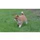 Shiba Inu Welpen zum verkauf, Shiba Inu - Hündin